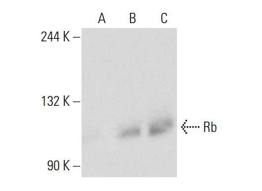  Rb (C-15)-G: sc-50-G. Western blot analysis of Rb expression in non-transfected 293T: sc-117752 (A), human Rb transfected 293T: sc-159907 (B) and K-562 (C) whole cell lysates.