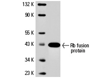  Rb (M-15): sc-1538. Western blot analysis of C-terminal fragment of mouse Rb fusion protein.