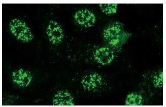  p-Rb (Ser 249/Thr 252)-R: sc-16671-R. Immunofluorescence staining of methanol-fixed NIH/3T3 cells showing nuclear localization.