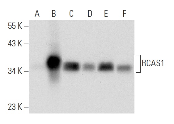  RCAS1 (D-9): sc-398052. Western blot analysis of RCAS1 expression in non-transfected 293: sc-110760 (A), human RCAS1 transfected 293: sc-112757 (B), MCF7 (C), A-431 (D) and HeLa (E) whole cell lysates and human lung tissue extract (F).