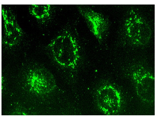  RCAS1 (D-9): sc-398052. Immunofluorescence staining of methanol-fixed HeLa cells showing golgi apparatus localization.