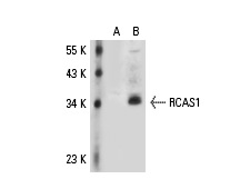  RCAS1 (C-20): sc-23396. Western blot analysis of RCAS1 expression in non-transfected: sc-110760 (A) and human RCAS1 transfected: sc-112757 (B) 293 whole cell lysates.