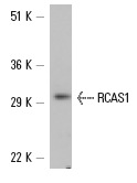  RCAS1 (C-20): sc-23396. Western blot analysis of RCAS1 expression in mouse lung tissue extract.