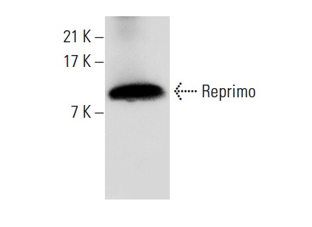  Reprimo (S-11): sc-136832. Western blot analysis of Reprimo expression in human lung tissue extract.