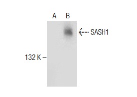  SASH1 (C-17): sc-169253. Western blot analysis of SASH1 expression in non-transfected: sc-117752 (A) and mouse SASH1 transfected: sc-179450 (B) 293T whole cell lysates.