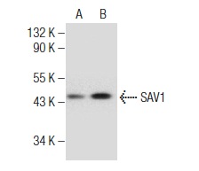  SAV1 (F-5): sc-374366. Western blot analysis of SAV1 expression in A-10 (A) and KNRK (B) nuclear extracts.