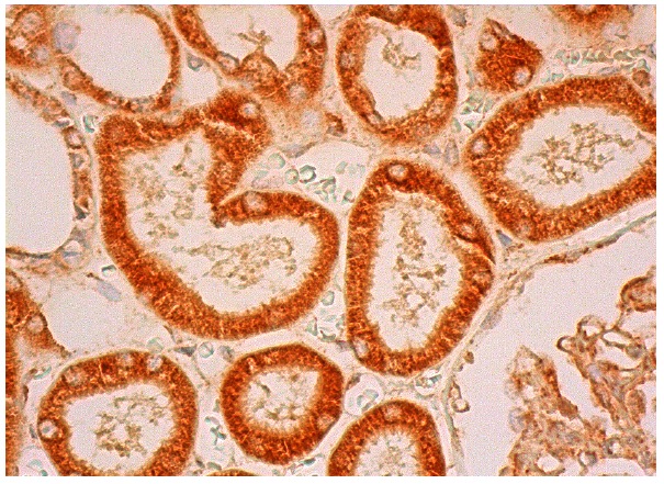  SAV1 (H-200): sc-135394. Immunoperoxidase staining of formalin fixed, paraffin-embedded human kidney tissue showing cytoplasmic staining of cells in glomeruli and cells in tubules.