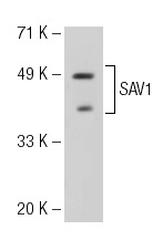  SAV1 (JJ-6): sc-101205. Western blot analysis of SAV1 expression in HeLa nuclear extract.