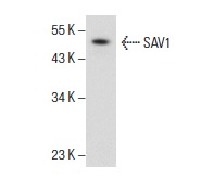  SAV1 (JJ-6): sc-101205. Western blot analysis of SAV1 expression in HCT 116 whole cell lysate.