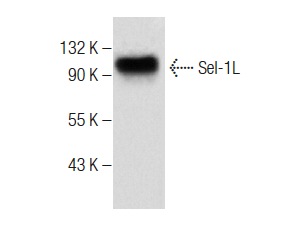  Sel-1L (F-3): sc-377350. Western blot analysis of Sel-1L expression in MCF7 whole cell lysate.