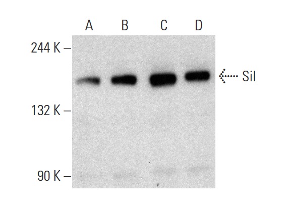  Sil (A-6): sc-271910. Western blot analysis of Sil expression in HEL 92.1.7 (A), K-562 (B), Jurkat (C) and ALL-SIL (D) whole cell lysates.