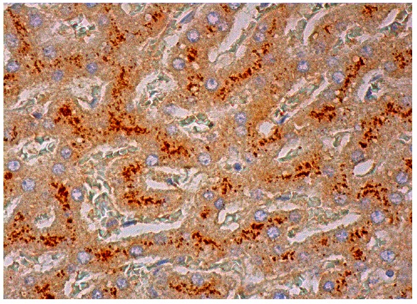  TACC2 (C-14): sc-5890. Immunoperoxidase staining of formalin fixed, paraffin-embedded human liver tissue showing cytoplasmic staining of hepatocytes.