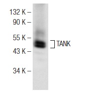  TANK (B-12): sc-373923. Western blot analysis of TANK expression in Ramos whole cell lysate.