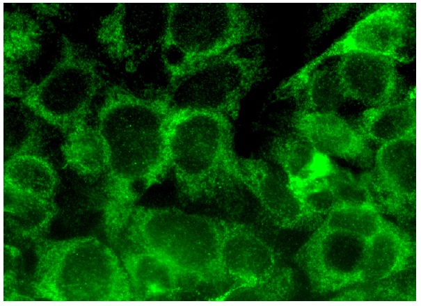  TANK (B-12): sc-373923. Immunofluorescence staining of formalin-fixed HepG2 cells showing cytoplasmic localization.