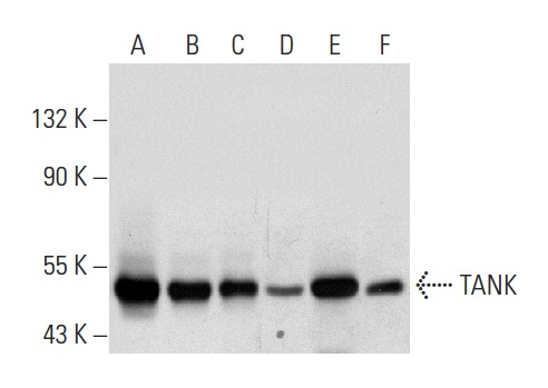  TANK (D-2): sc-166643. Western blot analysis of TANK expression in Ramos (A), Jurkat (B), HCT 116 (C), HeLa (D), HL-60 (E) and KNRK (F) whole cell lysates.