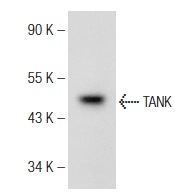  TANK (H-10): sc-374189. Western blot analysis of TANK expression in Ramos whole cell lysate.