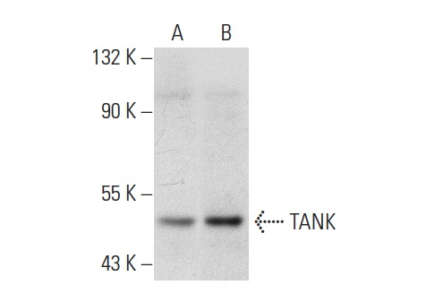  TANK (A-7): sc-166642. Western blot analysis of TANK expression in Jurkat (A) and HL-60 (B) whole cell lysates.