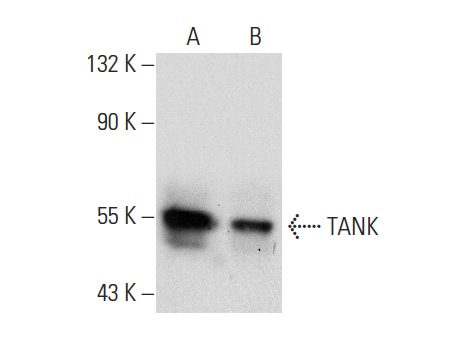  TANK (A-7): sc-166642. Western blot analysis of TANK expression in Ramos (A) and HCT 116 (B) whole cell lysates.