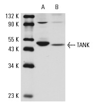  TANK (H-300): sc-8314. Western blot analysis of TANK expression in Ramos (A) and Jurkat (B) whole cell lysates.