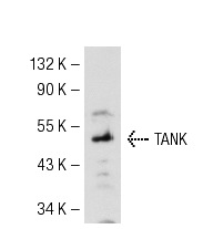  TANK (H-300): sc-8314. Western blot analysis of TANK expression in Ramos  whole cell lysate.