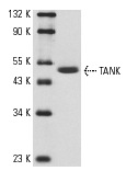  TANK (C-20): sc-1997. Western blot analysis of TANK expression in Ramos whole cell lysate.