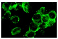  TANK (C-20): sc-1997. Immunofluorescence staining of methanol-fixed Ramos cells showing cytoplasmic staining.