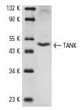  TANK (N-19): sc-1998. Western blot analysis of TANK expression in Ramos whole cell lysate.