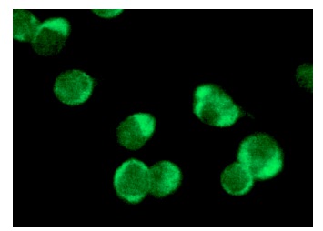  TANK (N-19): sc-1998. Immunofluorescence staining of methanol-fixed Ramos cells showing cytoplasmic staining.