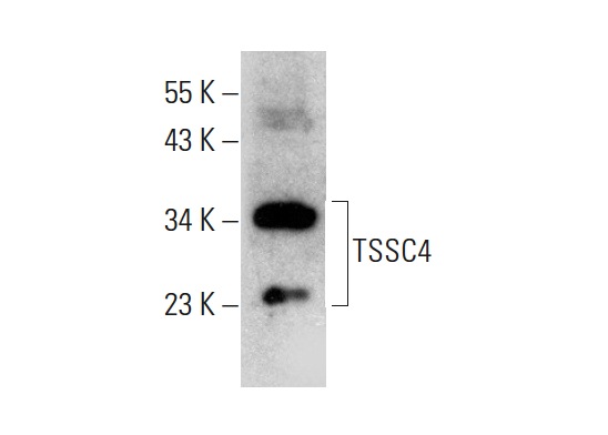  TSSC4 (S-13): sc-136946. Western blot analysis of TSSC4 expression in K-562 whole cell lysate.