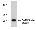  TWEAK (FL-249): sc-5558. Western blot analysis of human recombinant TWEAK fusion protein.