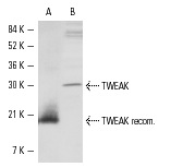  TWEAK (S-20): sc-12405. Western blot analysis of human recombinant TWEAK (A) and TWEAK expression in A-10 (B) whole cell lysates.