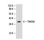  TWEAK (S-20): sc-12405. Western blot analysis of TWEAK expression in WI 38 whole cell lysate.