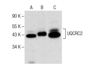  UQCRC2 (G-10): sc-390378. Western blot analysis of UQCRC2 expression in Jurkat (A) and Ramos (B) whole cell lysates and human skeletal muscle tissue extract (C).