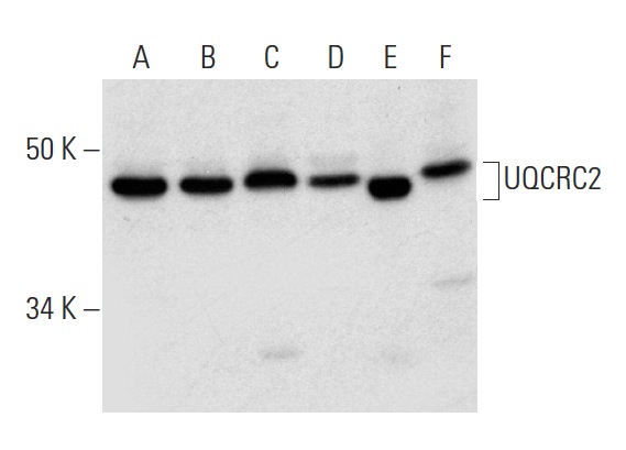  UQCRC2 (H-135): sc-292924. Western blot analysis of UQCRC2 expression in Hep G2 (A), A549 (B), RT-4 (C) and U-251-MG (D) whole cell lysates and mouse liver (E) and human lung (F) tissue extracts.