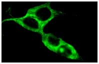  APC2 (L-17): sc-12425. Immunofluorescence staining of methanol-fixed NIH/3T3 cells showing cytoplasmic localization.