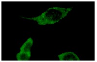  APC2 (M-20): sc-9931. Immunofluorescence staining of methanol-fixed NIH/3T3 cells showing cytoplasmic localization.