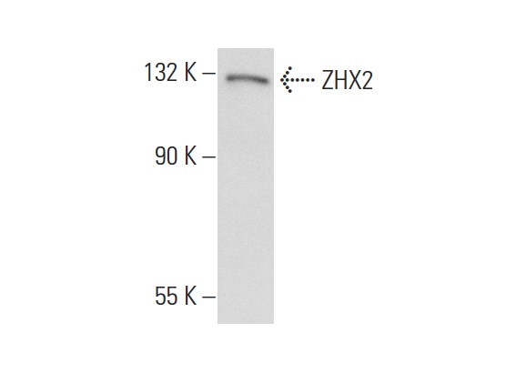  ZHX2 (P-20): sc-55443. Western blot analysis of ZHX2 expression in HEK293 whole cell lysate.