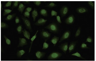  ZHX2 (Z-07): sc-101256. Immunofluorescence staining of paraformaldehyde-fixed HeLa cells showing nuclear localization.