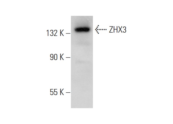  ZHX3 (C-19): sc-55446. Western blot analysis of ZHX3 expression in HEK293 whole cell lysate.