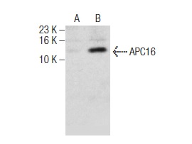  APC16 (G-12): sc-135452. Western blot analysis of APC16 expression in non-transfected: sc-117752 (A) and human APC16 transfected: sc-111242 (B) 293T whole cell lysates.