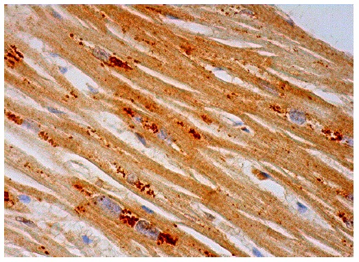  ATAD2B (L-16): sc-107438. Immunoperoxidase staining of formalin fixed, paraffin-embedded human heart muscle tissue showing cytoplasmic staining of glandular cells.