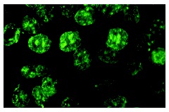  BrdU (IIB5): sc-32323. Immunofluorescence staining of methanol-fixed BrdU-labeled HeLa cells showing nuclear localization.