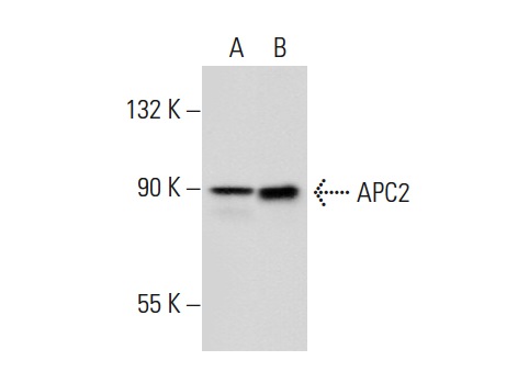  APC2 (M-20) : sc-9931. Western blot analysis of APC2 expression in mouse brain (A) and mouse cerebellum (B) tissue extracts.