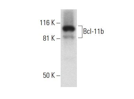  Bcl-11b (M-50): sc-98514. Western blot analysis of Bcl-11b expression in SP2/0 whole cell lysate.