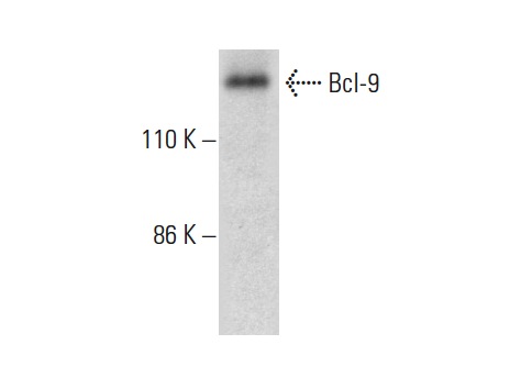  Bcl-9 (B-4): sc-398131. Western blot analysis of Bcl-9 expression in PC-3 nuclear extract.