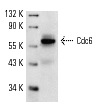  Cdc6 (D-1): sc-13136. Western blot analysis of Cdc6 expression in HeLa nuclear extract.