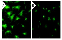  Cdc6 siRNA (h): sc-29258. Immunofluorescence staining of methanol-fixed, control HeLa (A) and Cdc6 siRNA silenced HeLa (B) cells showing diminished cytoplasmic staining in the siRNA silenced cells. Cells probed with Cdc6 (H-304): sc-8341.