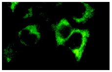  Cdc6 (H-304): sc-8341. Immunofluorescence staining of methanol-fixed HeLa cells showing cytoplasmic localization.