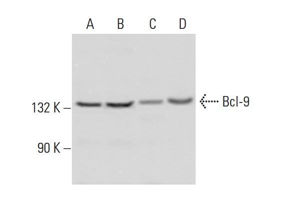  Bcl-9 (E-16): sc-79868. Western blot analysis of Bcl-9 expression in HeLa (A), Jurkat (B) and MCF7 (C) nuclear extracts and Ramos whole cell lysate (D).