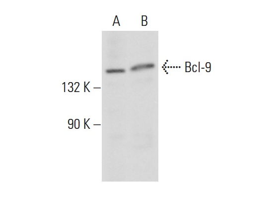  Bcl-9 (N-20): sc-79869. Western blot analysis of Bcl-9 expression in Ramos (A) and K-562 (B) whole cell lysates.